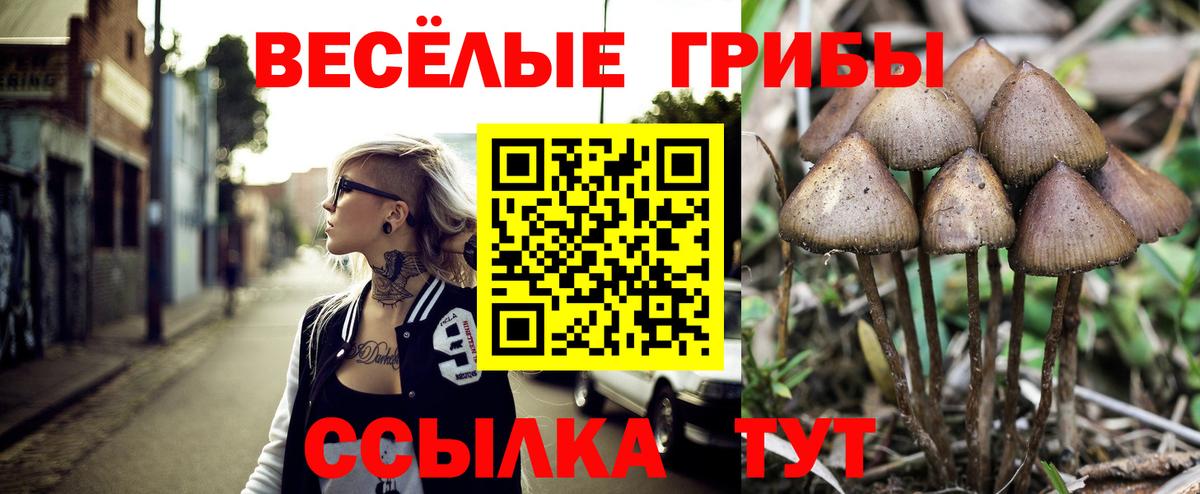 Псилоцибиновые грибы Psilocybine cubensis Новотроицк